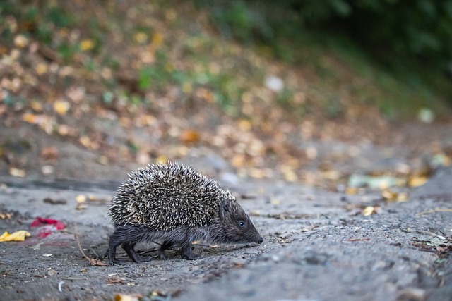 赛后痛哭 赛后痛哭