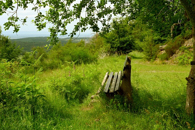 森林狼的防 森林狼的防